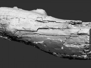 3d scan of tree trunk in highpoly 3D 모델