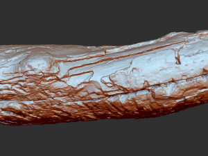 3d scan of tree trunk in highpoly 3D 모델
