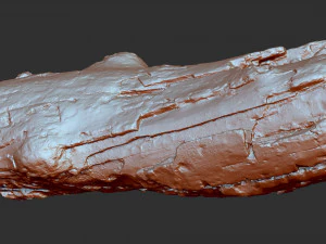 3d scan of tree trunk in highpoly 3D Model