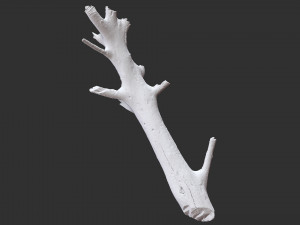 3d scan of tree trunk in highpoly 3D Model