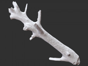 3d scan of tree trunk in highpoly 3D Model