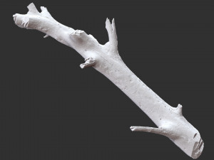 3d scan of tree trunk in highpoly 3D Model