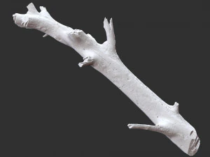 3d scan of tree trunk in highpoly 3D Model