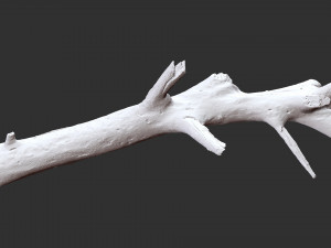 3d scan of tree trunk in highpoly 3D Model
