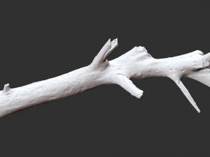3d scan of tree trunk in highpoly 3D Model
