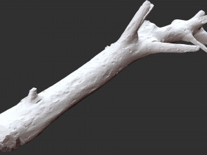 3d scan of tree trunk in highpoly 3D Model
