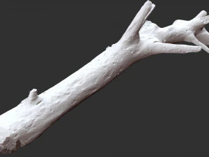 3d scan of tree trunk in highpoly 3D Model