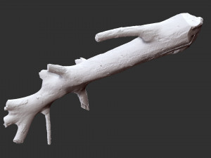 3d scan of tree trunk in highpoly 3D Model