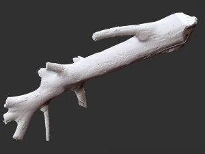3d scan of tree trunk in highpoly 3D Model