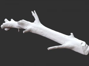3d scan of tree trunk in highpoly 3D Model