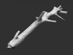 3d scan of tree trunk in highpoly 3D Model