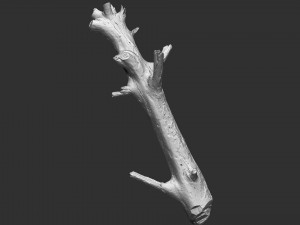 3d scan of tree trunk in highpoly 3D Model