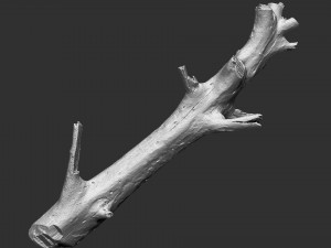 3d scan of tree trunk in highpoly 3D Model