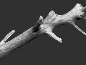 3d scan of tree trunk in highpoly 3D Model