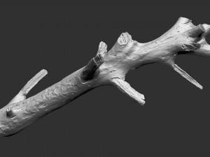 3d scan of tree trunk in highpoly 3D Model