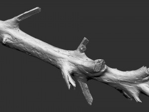 3d scan of tree trunk in highpoly 3D Model