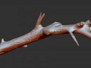 3d scan of tree trunk in highpoly 3D Model