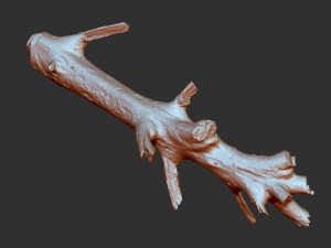 3d scan of tree trunk in highpoly 3D Model