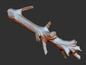 3d scan of tree trunk in highpoly 3D Model