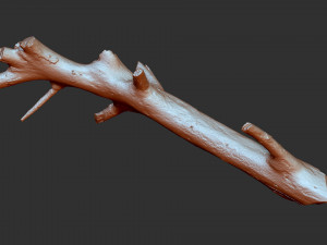 3d scan of tree trunk in highpoly 3D Model