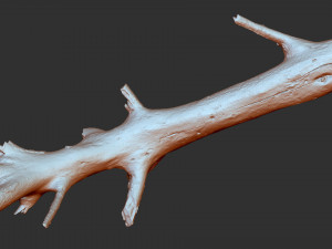 3d scan of tree trunk in highpoly 3D Model