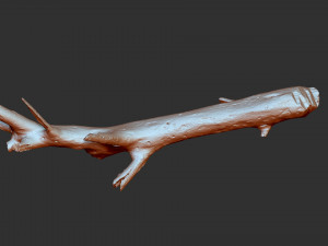 3d scan of tree trunk in highpoly 3D Model
