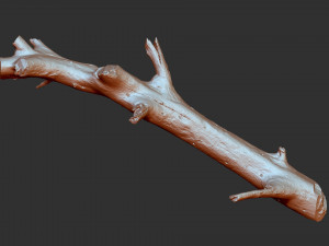 3d scan of tree trunk in highpoly 3D Model