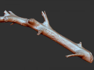 3d scan of tree trunk in highpoly 3D Model