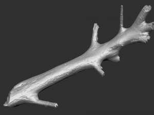 3d scan of tree trunk in highpoly 3D Model