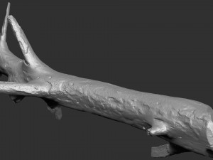 3d scan of tree trunk in highpoly 3D Model