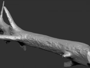 3d scan of tree trunk in highpoly 3D Model