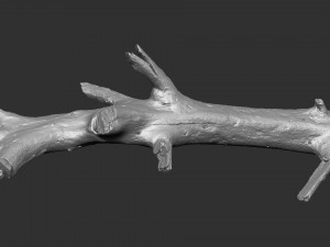 3d scan of tree trunk in highpoly 3D Model