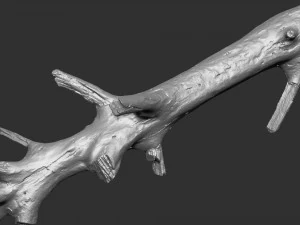 3d scan of tree trunk in highpoly 3D Model