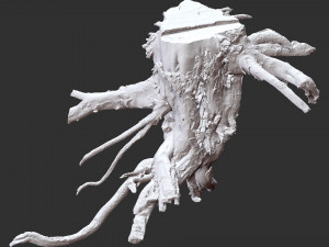 3d scan of tree root in highpoly Modelo 3D