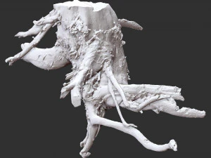 3d scan of tree root in highpoly 3D Model