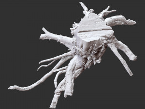 3d scan of tree root in highpoly 3D Modell