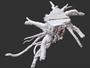 3d scan of tree root in highpoly 3D Model
