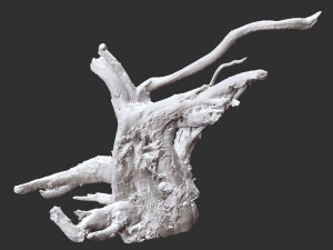 3d scan of tree root in highpoly 3D Model