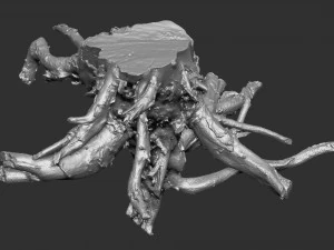 3d scan of tree root in highpoly 3D Model
