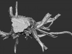 3d scan of tree root in highpoly 3D Modell