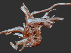 3d scan of tree root in highpoly 3D Model