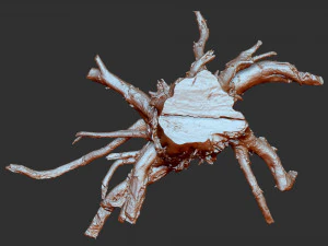 3d scan of tree root in highpoly 3D Model