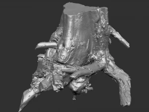 Varredura 3D da raiz da &aacute;rvore em highpoly Modelo 3D