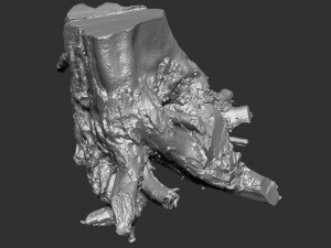 3d scan of tree root in highpoly Model 3D