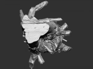 3d scan of tree root in highpoly 3D Model