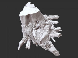 3d scan of tree root in highpoly Model 3D