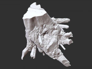 3d scan of tree root in highpoly 3D Model