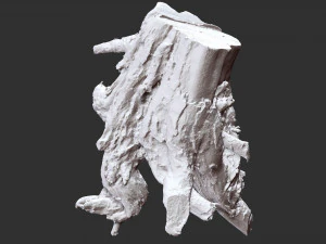 3d scan of tree root in highpoly 3D Model