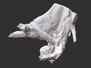 3d scan of tree root in highpoly Model 3D