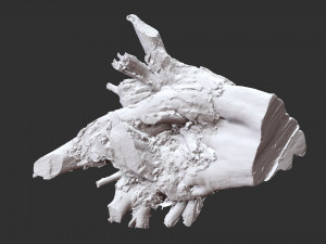 3d scan of tree root in highpoly Model 3D